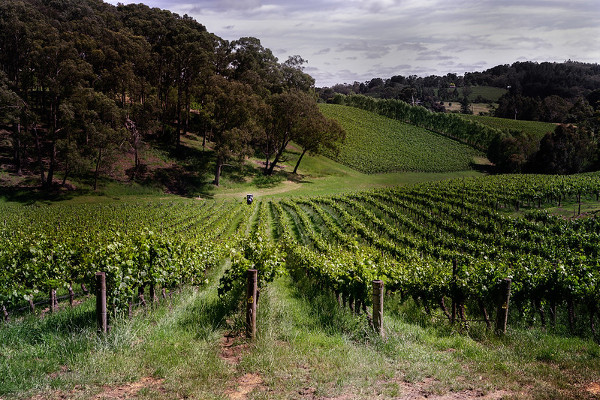 A beginner’s guide to the best wine regions to visit in Australia