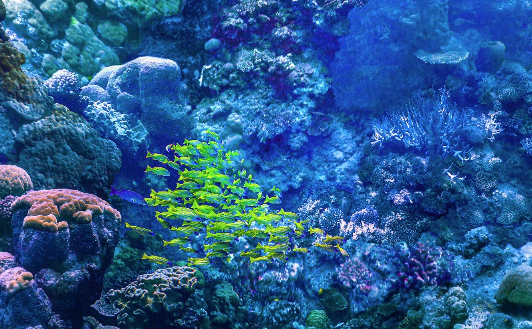 Which part of Great Barrier Reef is best?